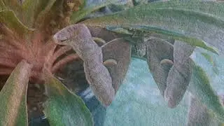 Samia Cynthia (Ailanthus silkmoth)