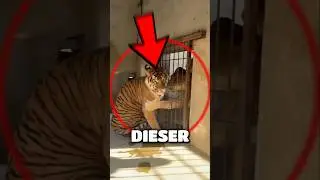 Dieser TIGER MACHTE EINEN FEHLER VOR DEM LÖWENKÄFIG aber DANN PASSIERTE DAS!....🐅😱
