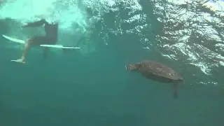 North Shore Honu 4.17.15