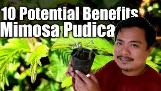 10 POTENTIAL HEALTH BENEFITS OF MIMOSA PUDICA,SHY PLANT,MAKAHIYA PLANT.