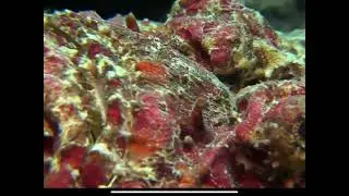 Extreme Ocean Animals Life Under The Sea || Documentary || #Wildlife