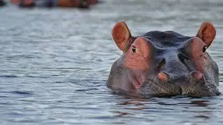 World Hippo Day | No Sound