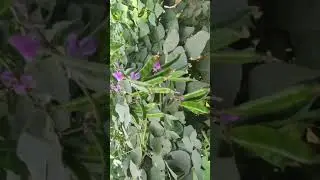 #shorts Broad beans/Vicia faba/urohi/tick bean #myvegetablegarden/ organic vegetables #eusufaslife🍃