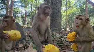 Let's watch adorable monkey Snoopy and Royston eating mango for snacks yummy💗🐒🥭