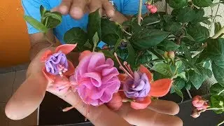 Cuidados del ARETE / PENDIENTES DE LA REINA / FUCSIA #172