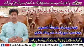 Sahiwal Cow Price | Sahiwal Cow Jhangerabad | Sahiwal Cow For Sale | Syed Adnan Noor