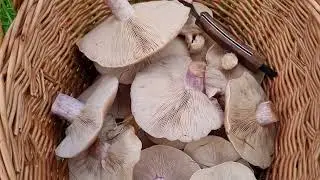 Early November Morning Field Blewit Hunt