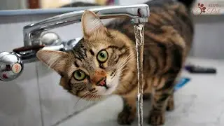 Моя кошка не пьет воду | 10 советов, как помочь вашей кошке пить воду