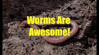 Talking About Worms, With Keith Reid