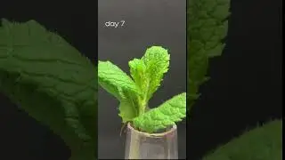 mint growing for 25 days, part 2, #timelapse