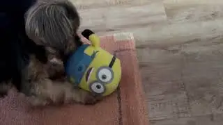 Rescue Dog’s Journey: Smilo’s Life After Adoption: 151 Everyday Is Funday