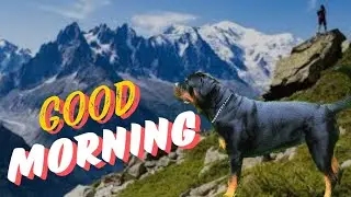 Rottweiler morning routine