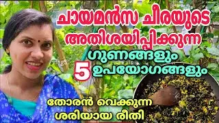 ചായമൻസ ചീരയുടെ അതിശയിപ്പിക്കുന്ന ഗുണങ്ങളും 5 ഉപയോഗങ്ങളും| Chayamansa, The king of leafy vegetables |