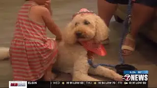 USO program uses dog therapy to assist military families