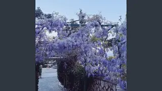 Wisteria