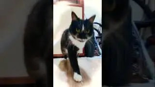 #shortvideo #котики #киса