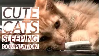 Cute Cats Sleeping Compilation #1 || Cute Animals TV