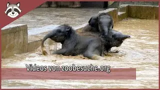 Videos von zoobesuche.org