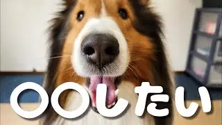 シェルティがママとしたかったこと【会話ボタンでしゃべる犬】