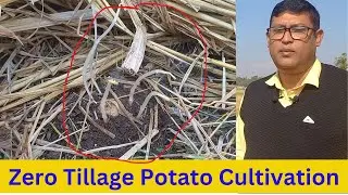 45 Qt yield in Zero Tillage Potato Cultivation . No tillage potato