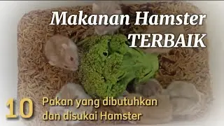 Makanan Hamster Terbaik ❗ 10 Pakan yang dibutuhkan dan disukai Hamster