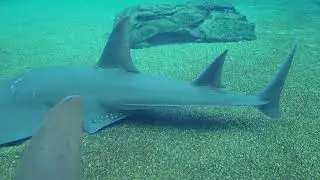 Bottlenose Wedgefish, or  Shovelnose ray