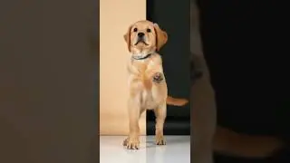 🐾 Proof that happiness is a four-legged dance party! 💃✨