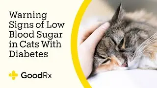 3 Symptoms of Hypoglycemia in Cats With Diabetes | GoodRx