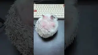 Ёж, вставай