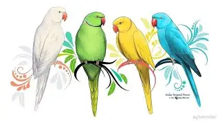 All parrot 🦜🦜 available ha Abdullah birds aviary contact call and what's app.03244659480