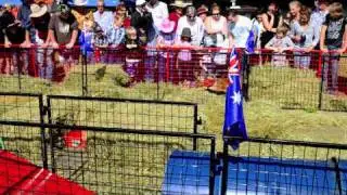 Piglet Races at the Gympie Show