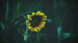 subsorrow - Please Don't Go