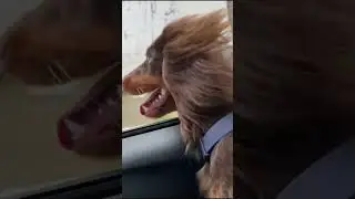 Счастливое автомобильное приключение Нутелы!