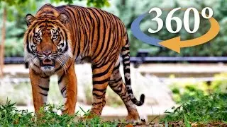 Adventure through Jungle Cat World (360 Video)
