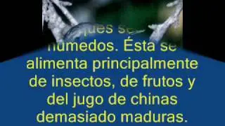 Aves de Puerto Rico.wmv