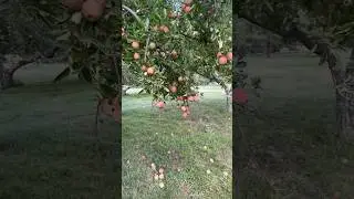 Apple orchards in America. Check out America's apple orchards#travel #apple #gardening #shorts