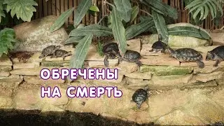 Обречены на смерть: почему Росприроднадзор советует не заводить красноухих черепах