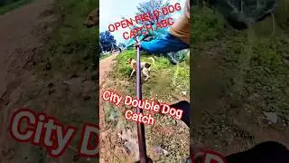Goku Amazing Double Dog Catch #goku #dog #dogwithpublicsafety #ytviral #pets #dogshorts #shorts