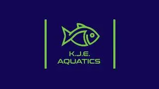 Keystone Clash 2023 Show Class Sponsor KJE Aquatics - 39 Minnows, Danios, & Rasboras