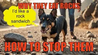 Why Your Dog Eats Rocks (And How to Stop It!)