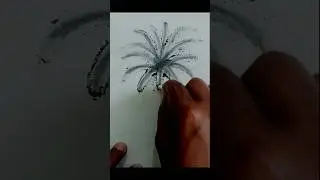 coconut tree drawing with pencil #coconuttree #coconuttreesketch #shortsvideo #tipsandtricks #art