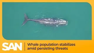 North Atlantic right whale population appears to stabilize; threats persist