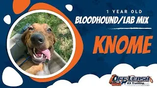 1 Year Bloodhound/Lab Mix | Best Dog Trainer Wichita | Off Leash K9 | Board and Train | Wichita, KS
