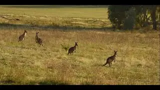 Investigation of sick and blind Grey kangaroos (JWDV-03)