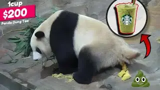 Вы бы пили чай из фекалий панды? Чай из фекалий панды: самый странный и изысканный напиток природы