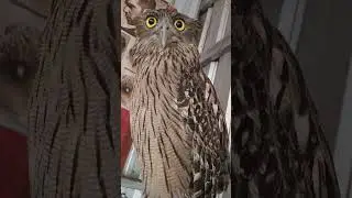 #HawkLife #Eaglelife #Hawk #Owl #Wildlife #Animal #Dailyanimals #Eagle #wildlifedaily #BirdLife