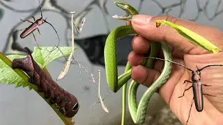 hunting insects in front of the house-Ahaetulla Nasuta, Catepillar, Grasshopper