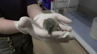 Fluffy Baby Penguin Chick Makes its First Peeps