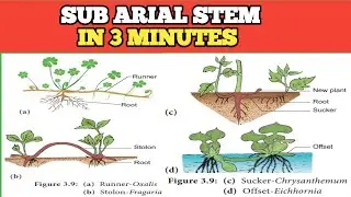 Sub-aerial Stems of Plants | Modifications, Examples, and Functions Explained