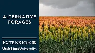 Alternative Forages